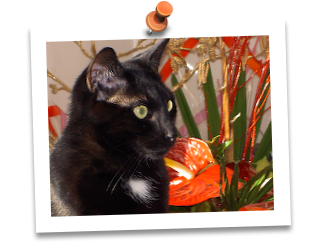 Le Compte de Mon Chat. PICT6260