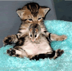 httpa403idataover-blogcom5003391gato285gif
